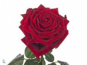 ROSE RED NAOMI 40